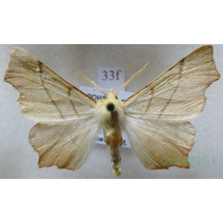 Ennomos erosaria (Denis & Schiffermüller, 1775) male Latalec gruszak Czech33f